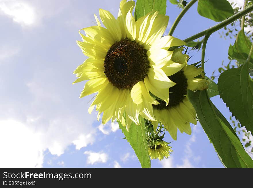 Sunflower On Sky