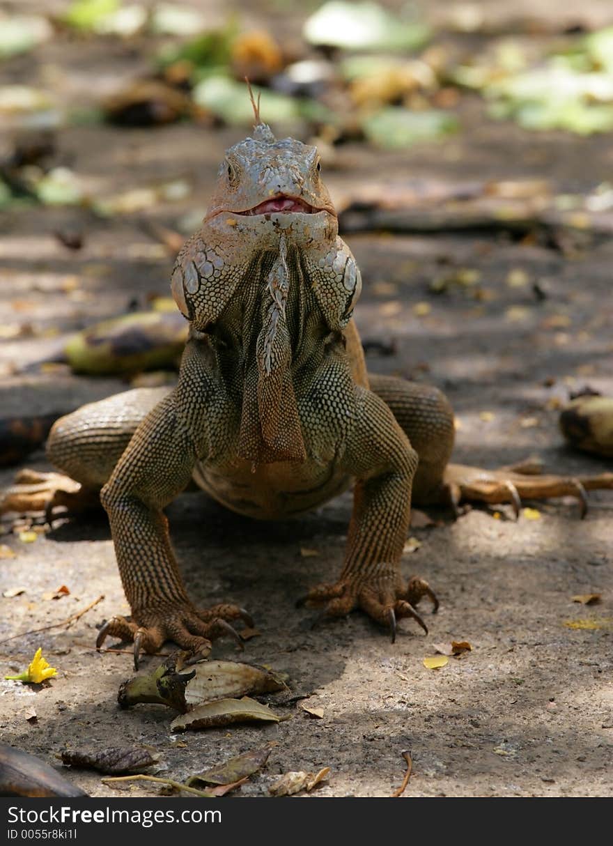 Portrait of iguana