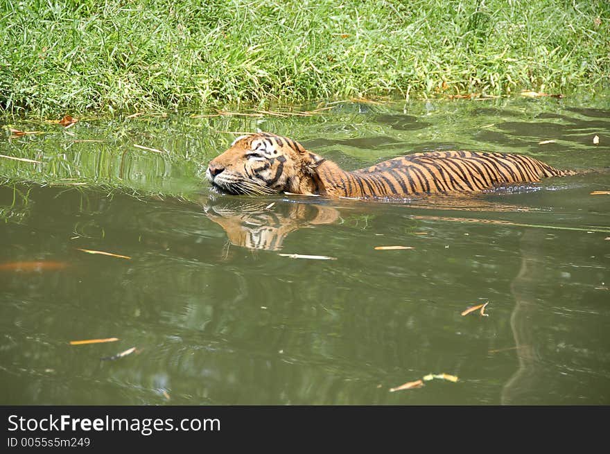 Swiming Tiger