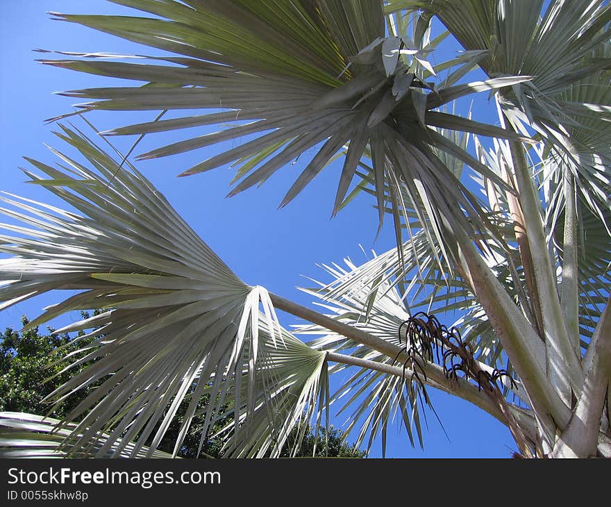 Bahamas Palm Tree Leaves