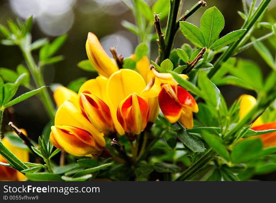 Vibrant blooming red and yellow Scotch Broom Flowers