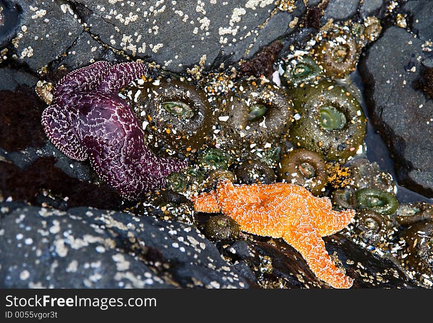 Two colorful starfish and some sea anemone. Two colorful starfish and some sea anemone