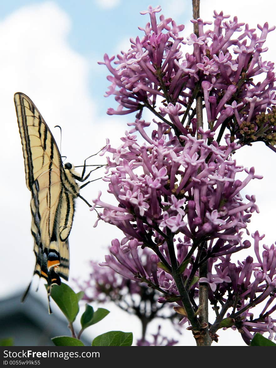 A butterfly on a Lilac bush