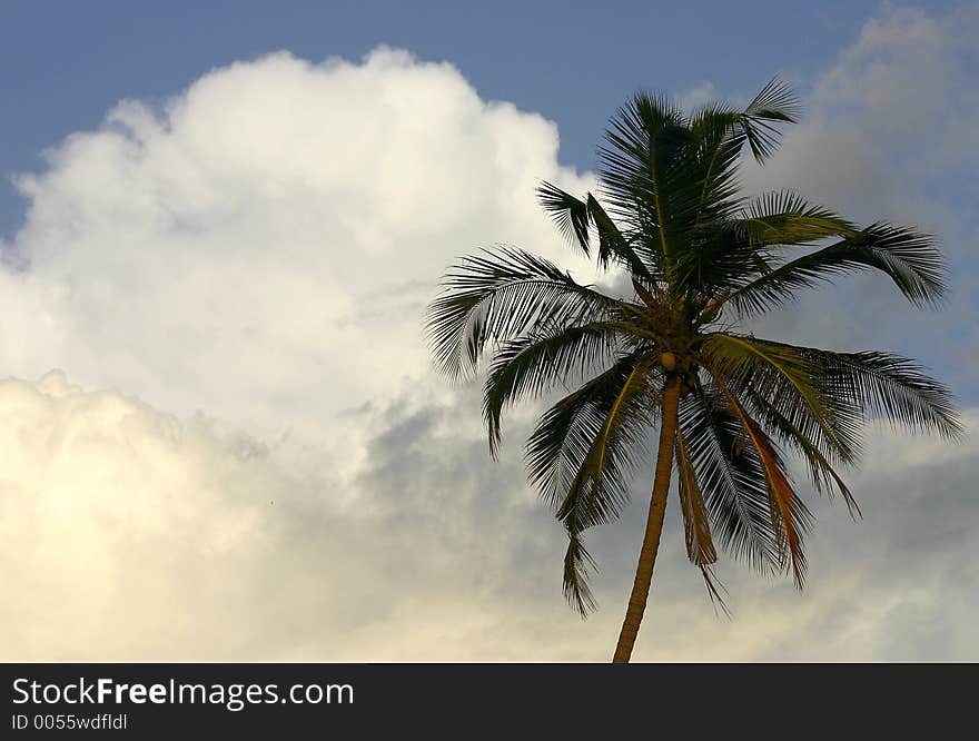 Tropical palm in Goa, India.