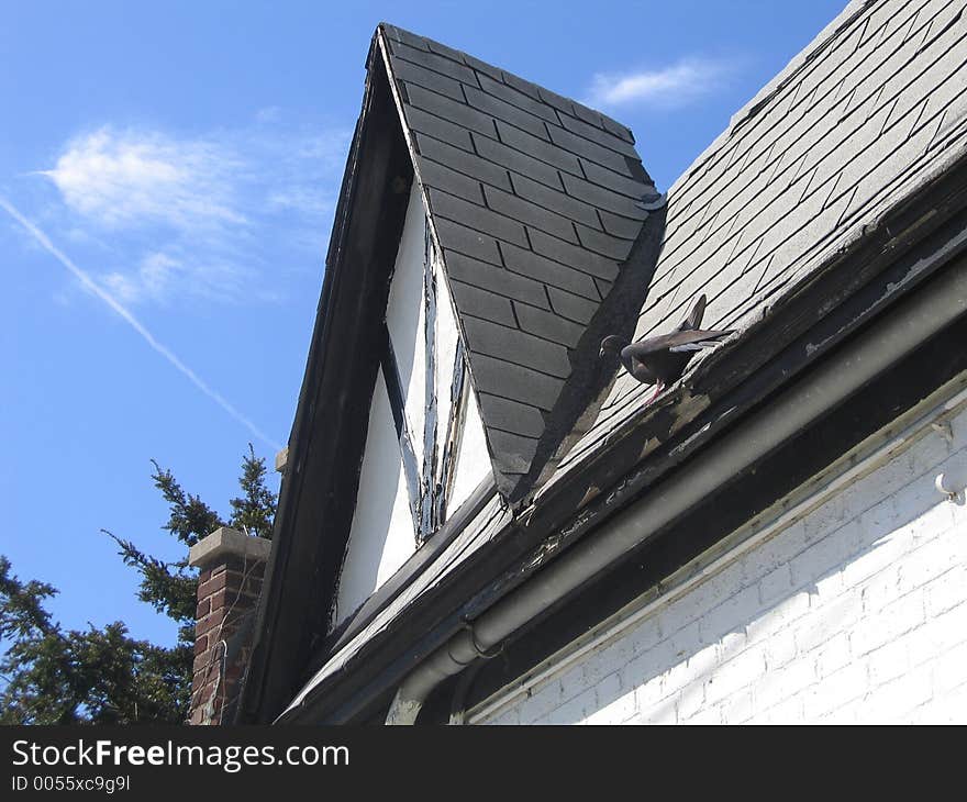 Roof and pigeon