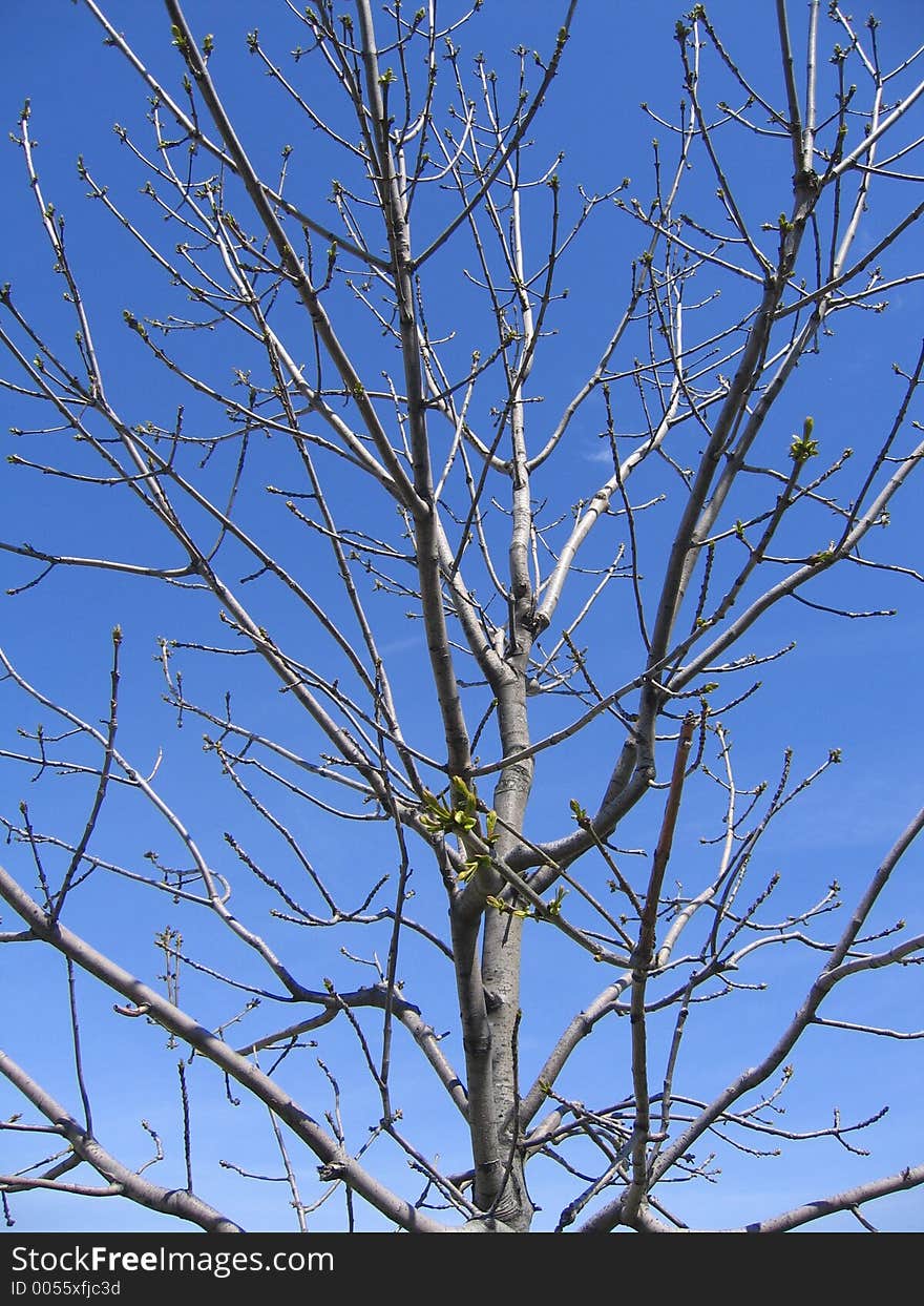 Spring Tree Sky