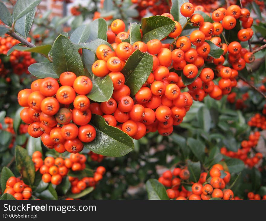 Mountain Ash Orange