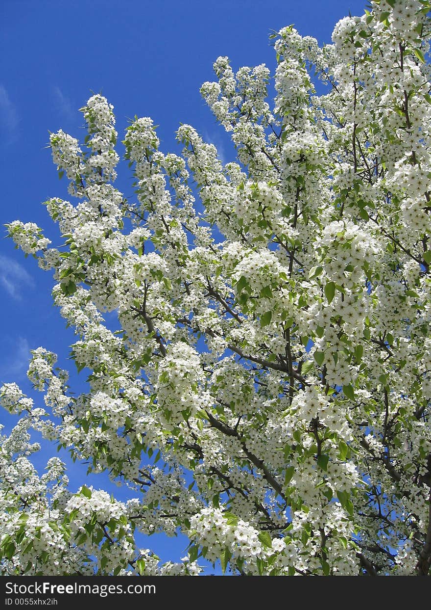 Spring Cherry Tree Detail