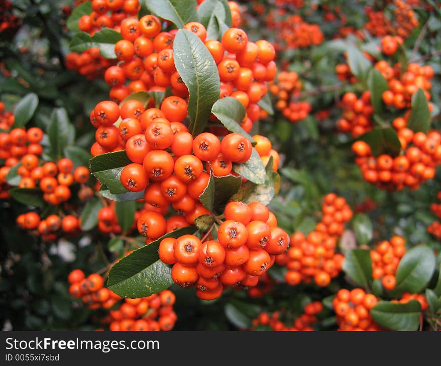 Mountain Ash Berry