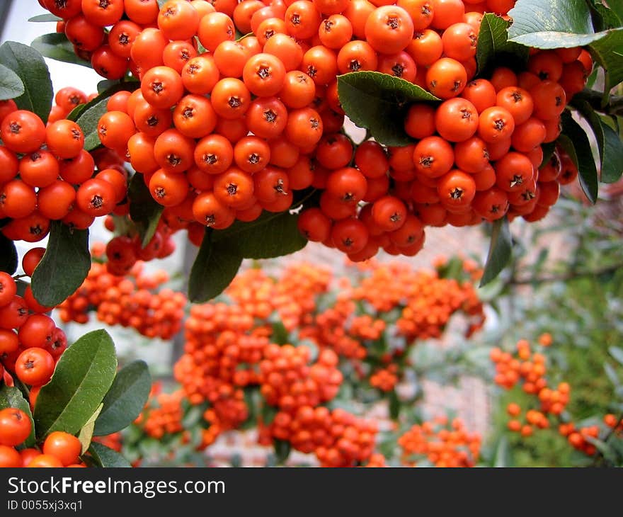 Mountain Ash Detail