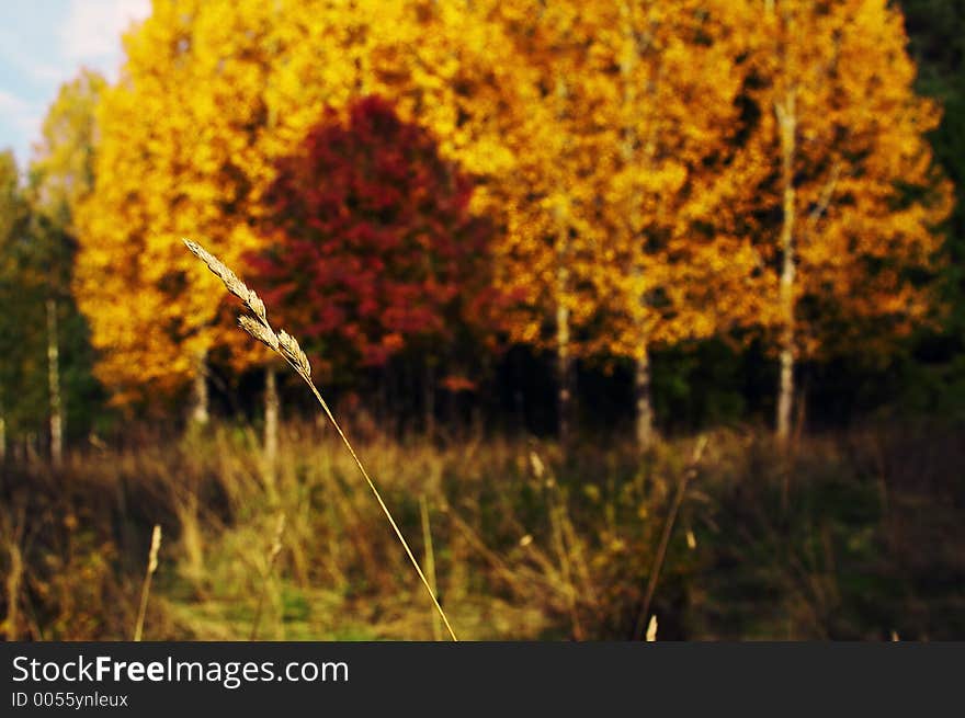 Autumn landscape