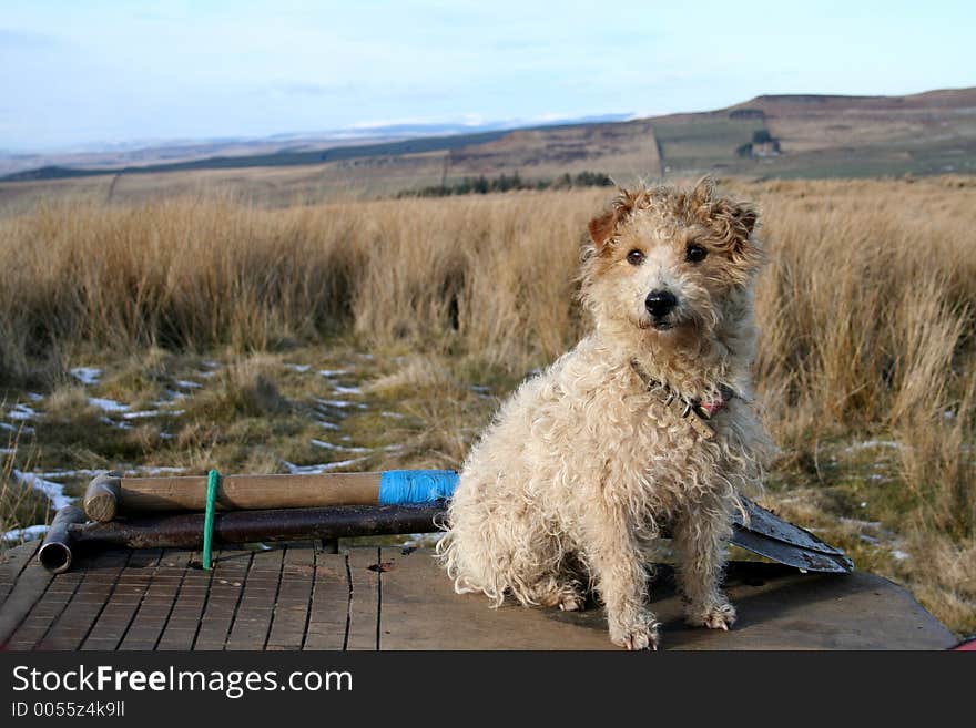 Working Terrier sits by the spades with the Cheviots behind him in Northumberland,England