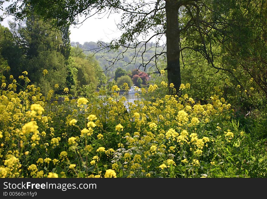 Yellow Fowers At The River