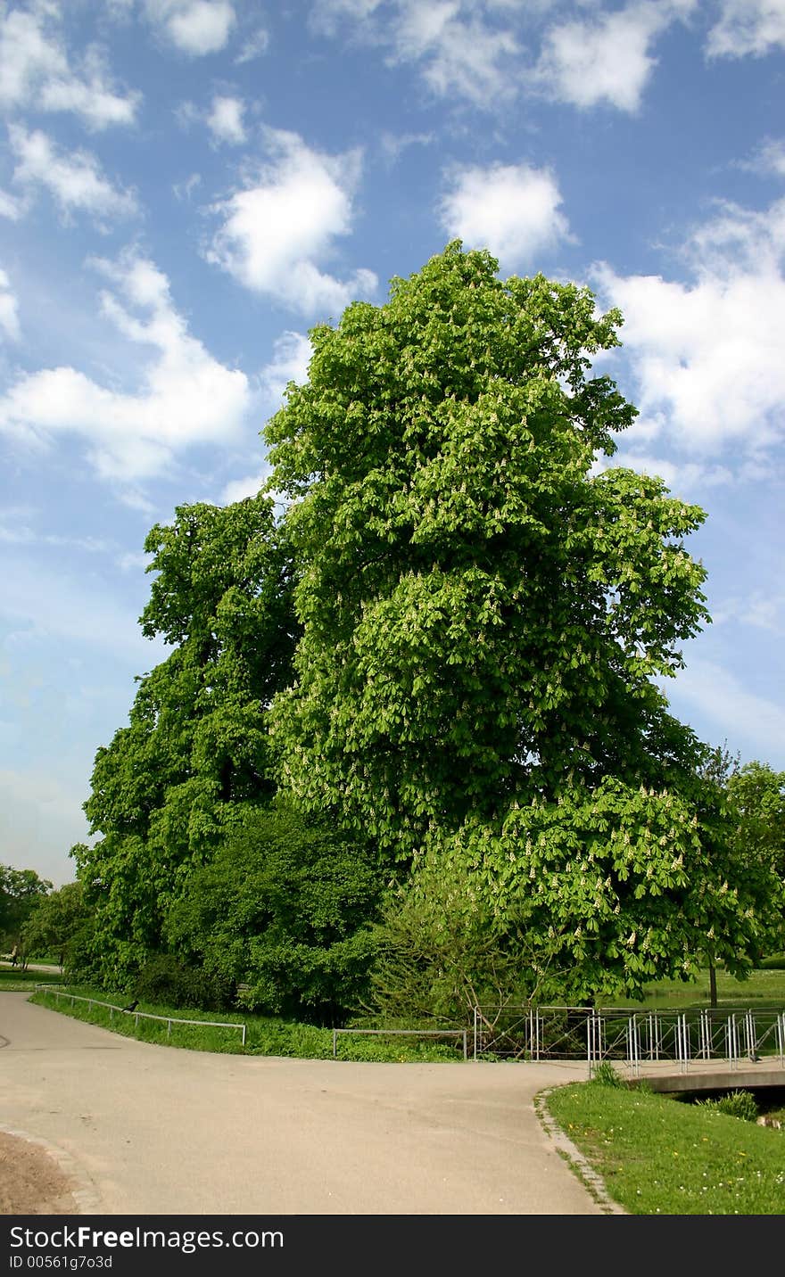 Chestnut tree in bloom