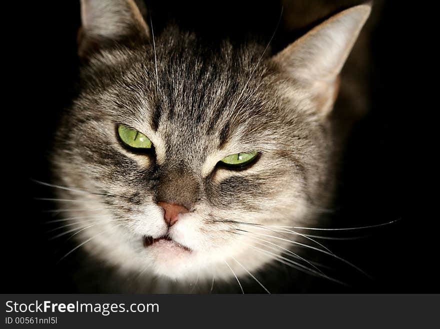 Cat with green eyes  looking  at the camera