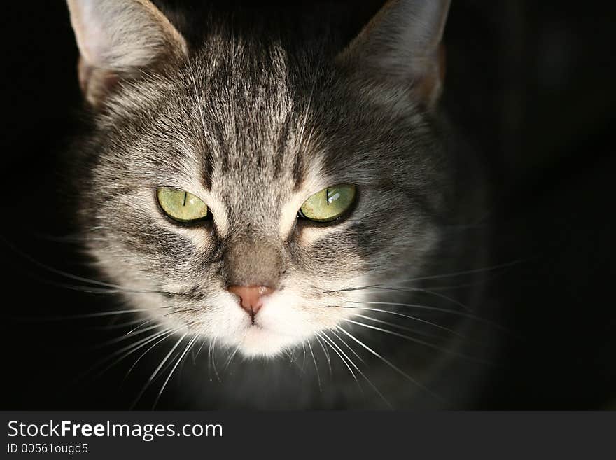 Cat with green eyes  looking  at the camera