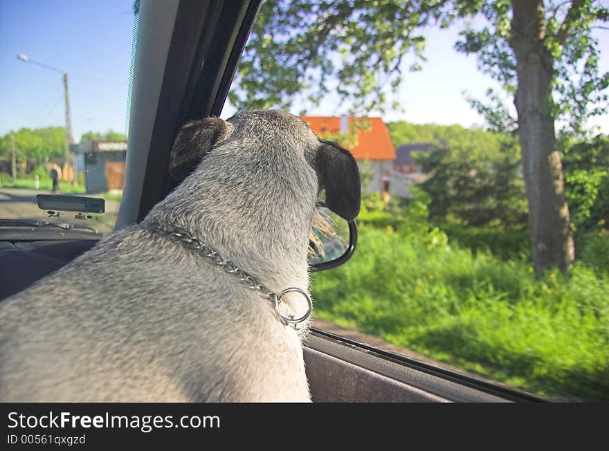 A dog looking out of a car window during drive. A dog looking out of a car window during drive