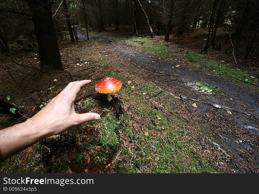 Autumn in the countryside  in denmark
mushroom close up. Autumn in the countryside  in denmark
mushroom close up