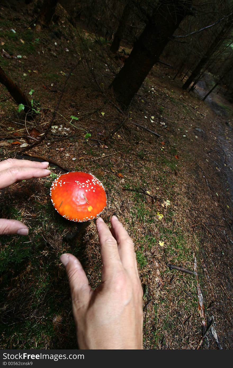 Autumn in the countryside in denmark mushroom close up. Autumn in the countryside in denmark mushroom close up