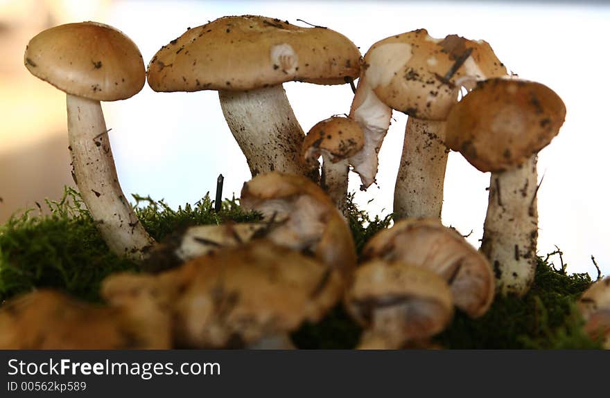 Autumn in the countryside in denmark mushroom close up. Autumn in the countryside in denmark mushroom close up