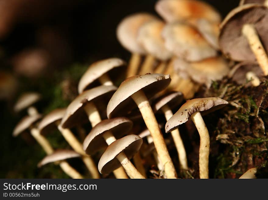 Autumn in the countryside  in denmark
mushroom close up. Autumn in the countryside  in denmark
mushroom close up