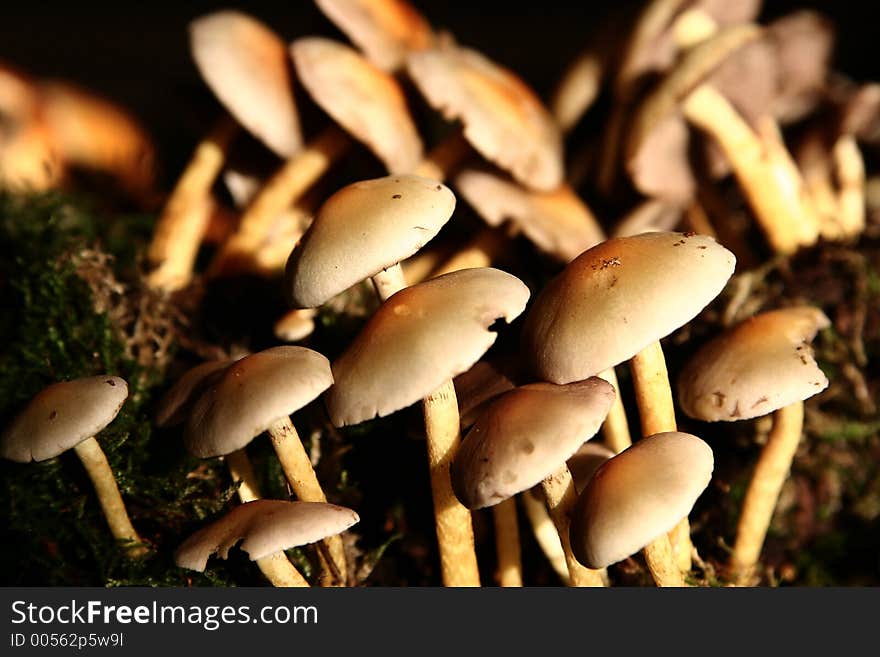 Autumn in the countryside  in denmark
mushroom close up. Autumn in the countryside  in denmark
mushroom close up