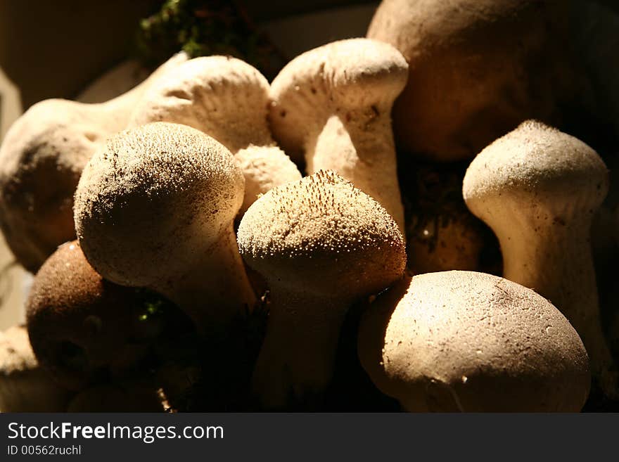 Autumn in the countryside  in denmark
mushroom close up. Autumn in the countryside  in denmark
mushroom close up