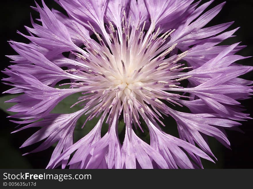 A magnificent perrennial flower often regarded as a weed. A magnificent perrennial flower often regarded as a weed