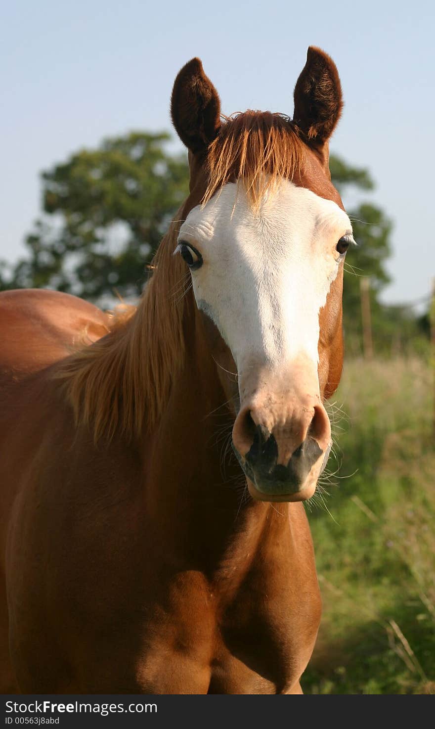 Sorrel yearling filly with white face in late afternoon sunlight. Sorrel yearling filly with white face in late afternoon sunlight.