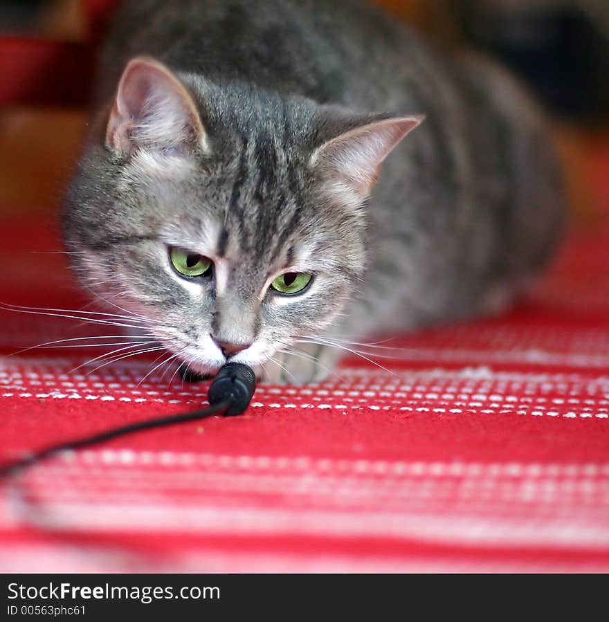 Cat with green eyes  looking  at the camera