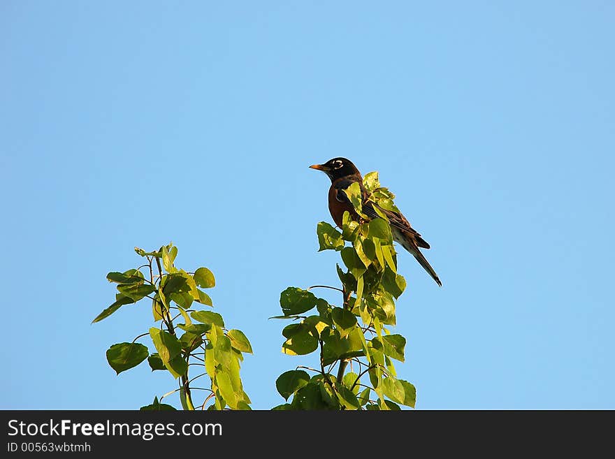 Robin on tree