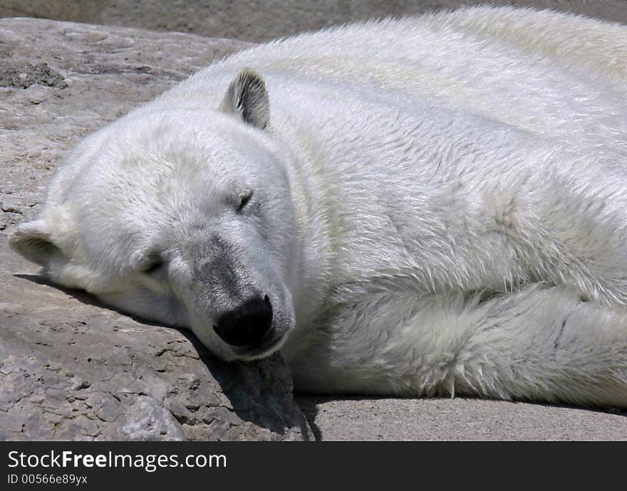 Polar Bear