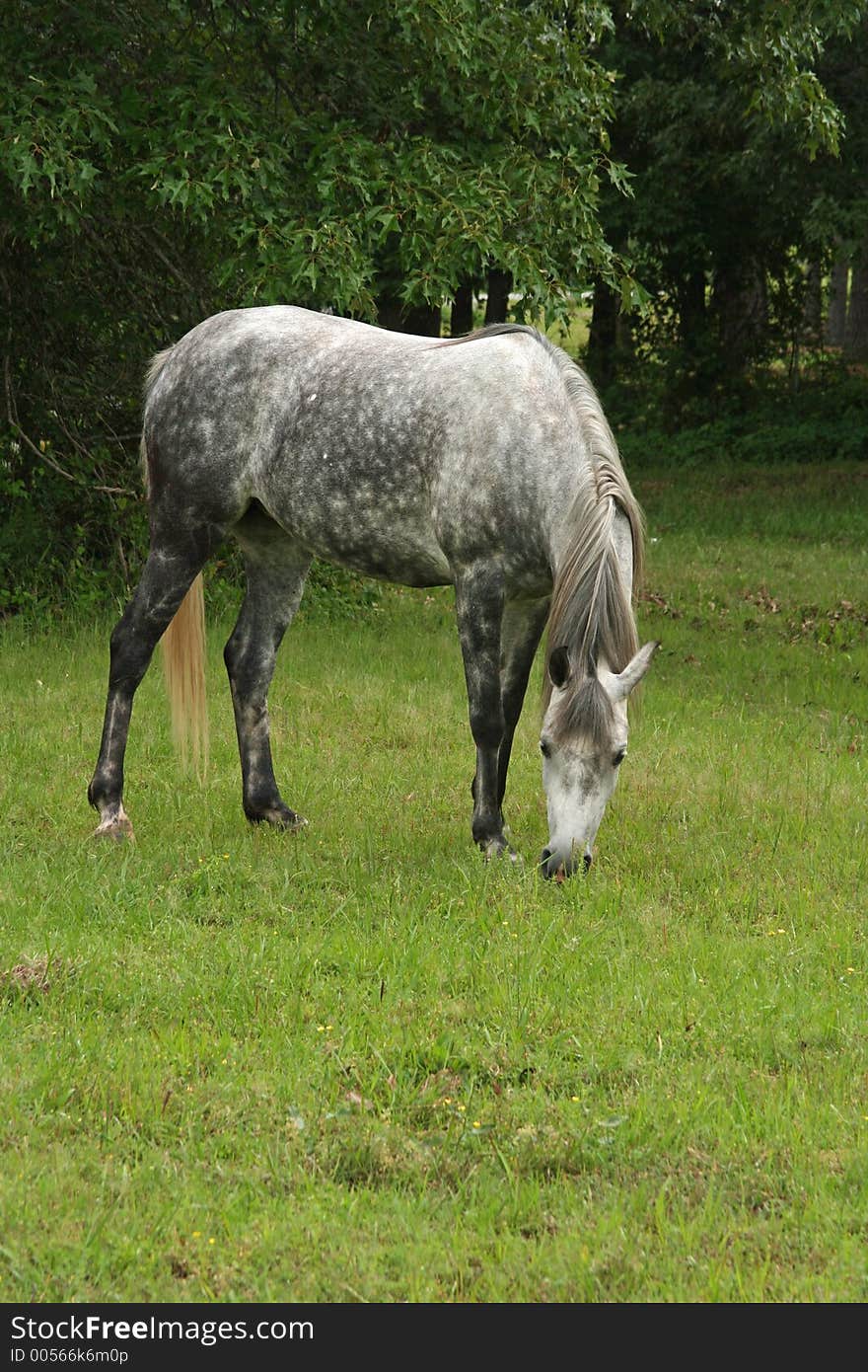 Arabian mare grazing in a green pasture