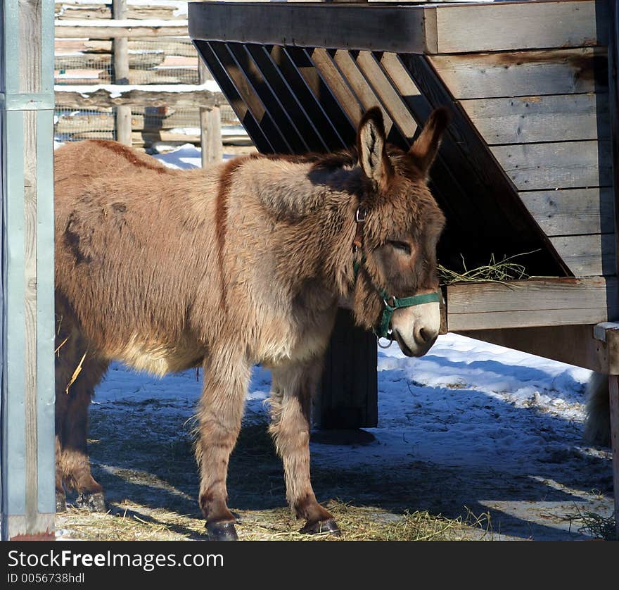 A donkey standing by a food trough