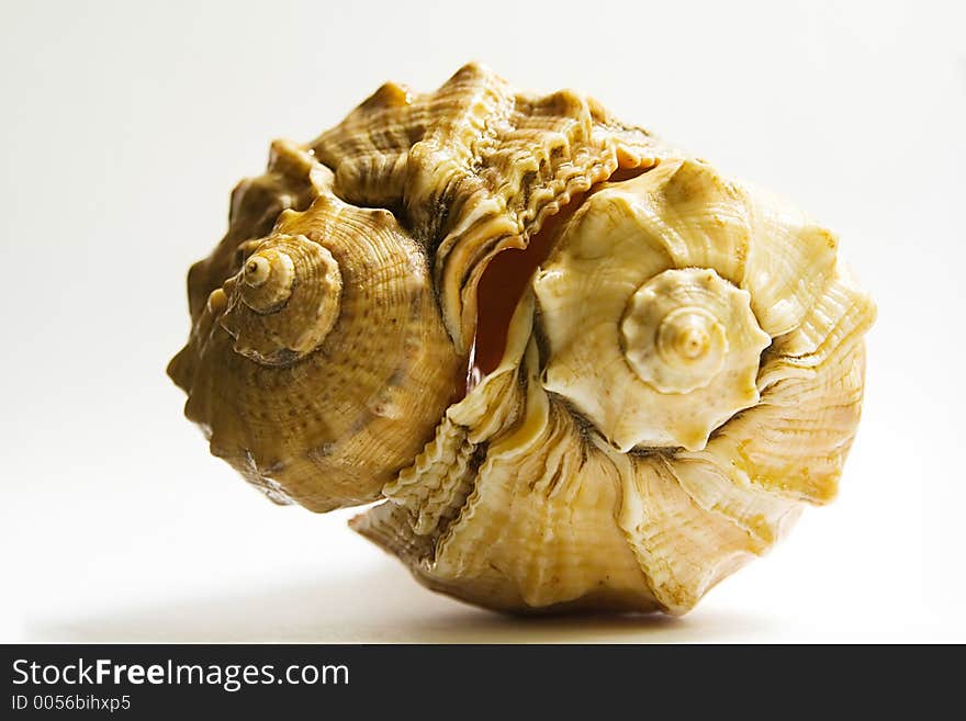 Two sea shell - 5