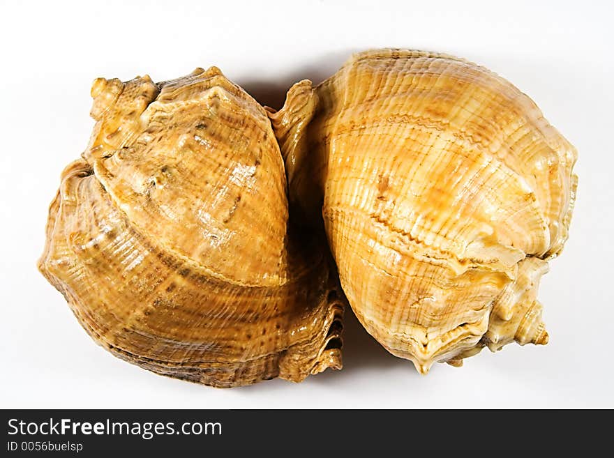 Two sea shell - 4