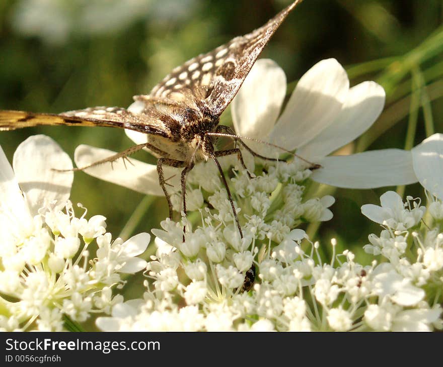 Butterfly and White flower