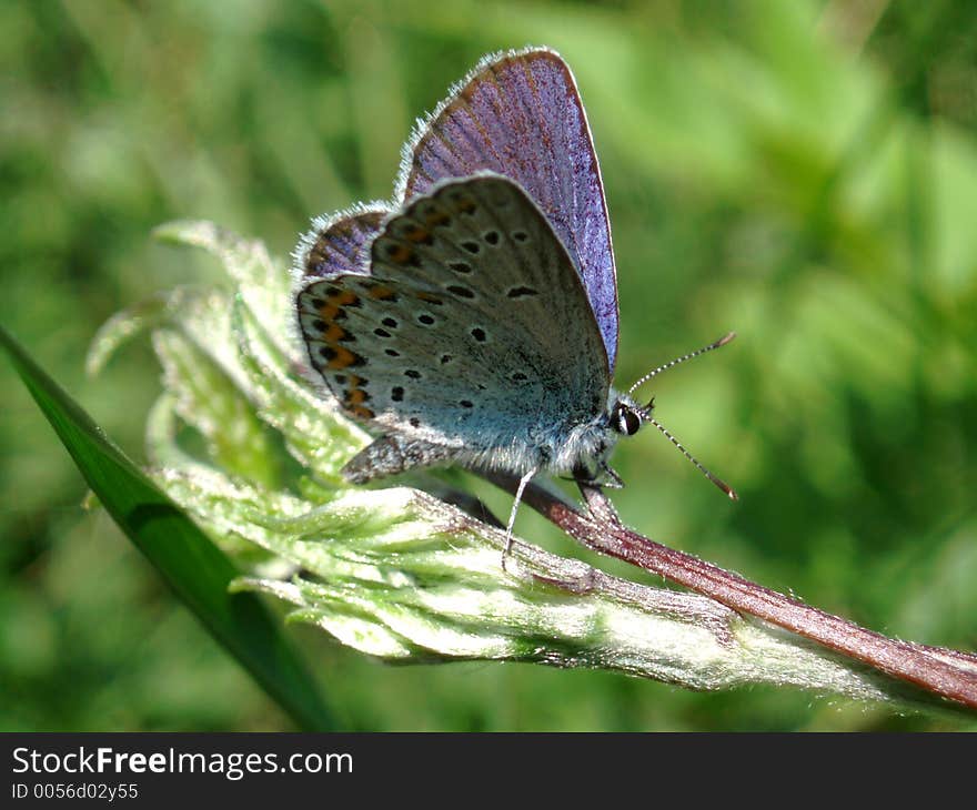 Beauty Butterfly