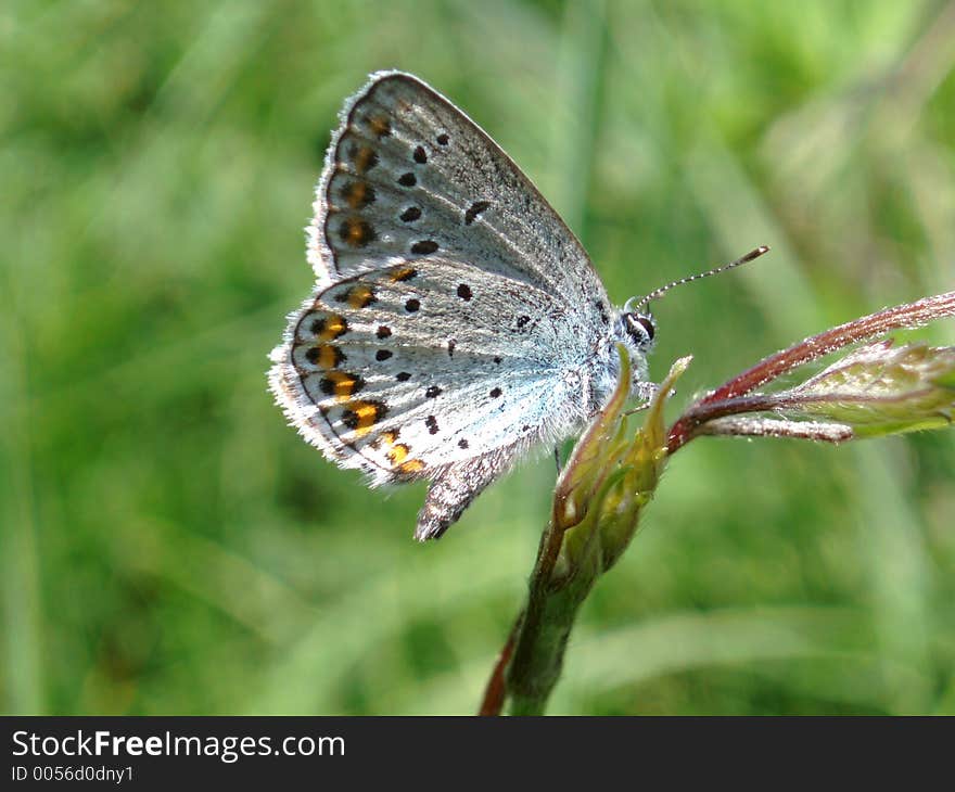 Beauty Butterfly