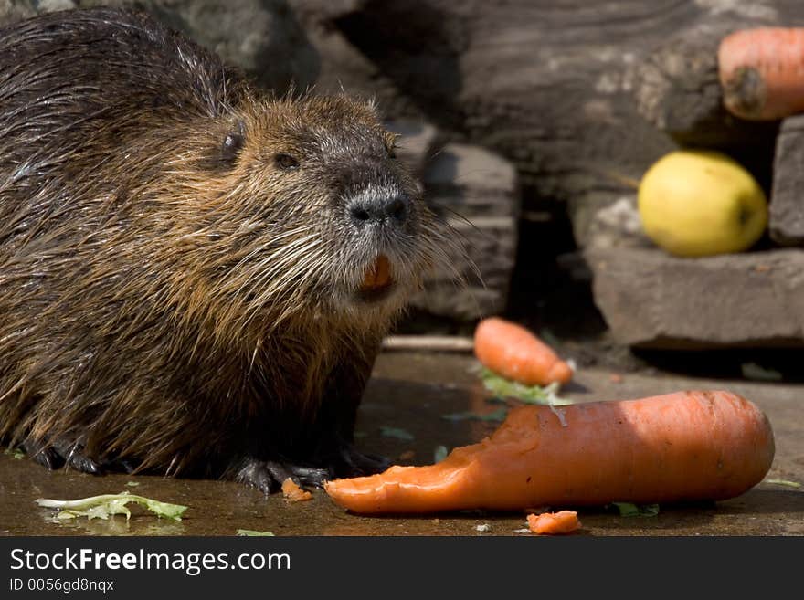 Nutria