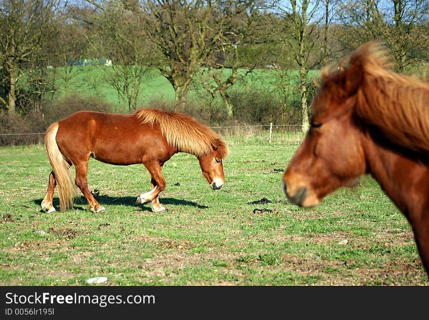 Danish horses on a field in the summer