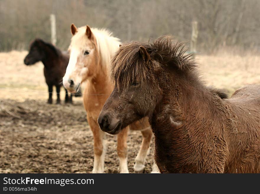 Danish horses on a field in the summer