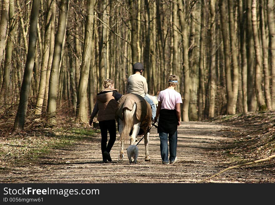 Danish horses on a field in the summer