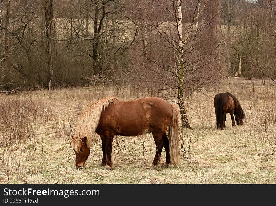 Danish horses on a field in the summer