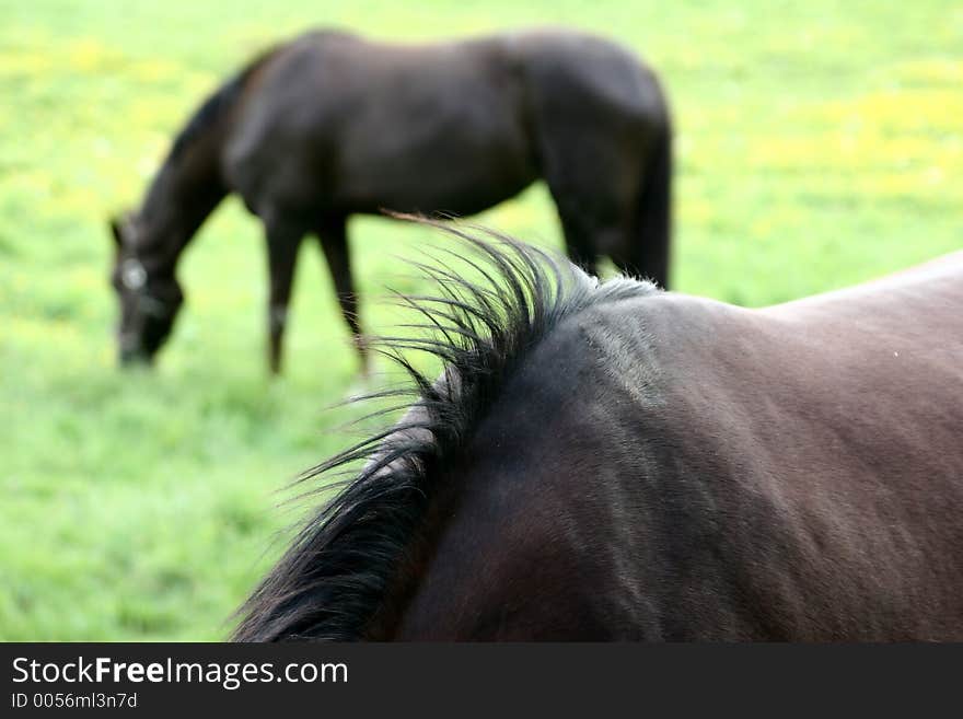 Danish horses on a field in the summer