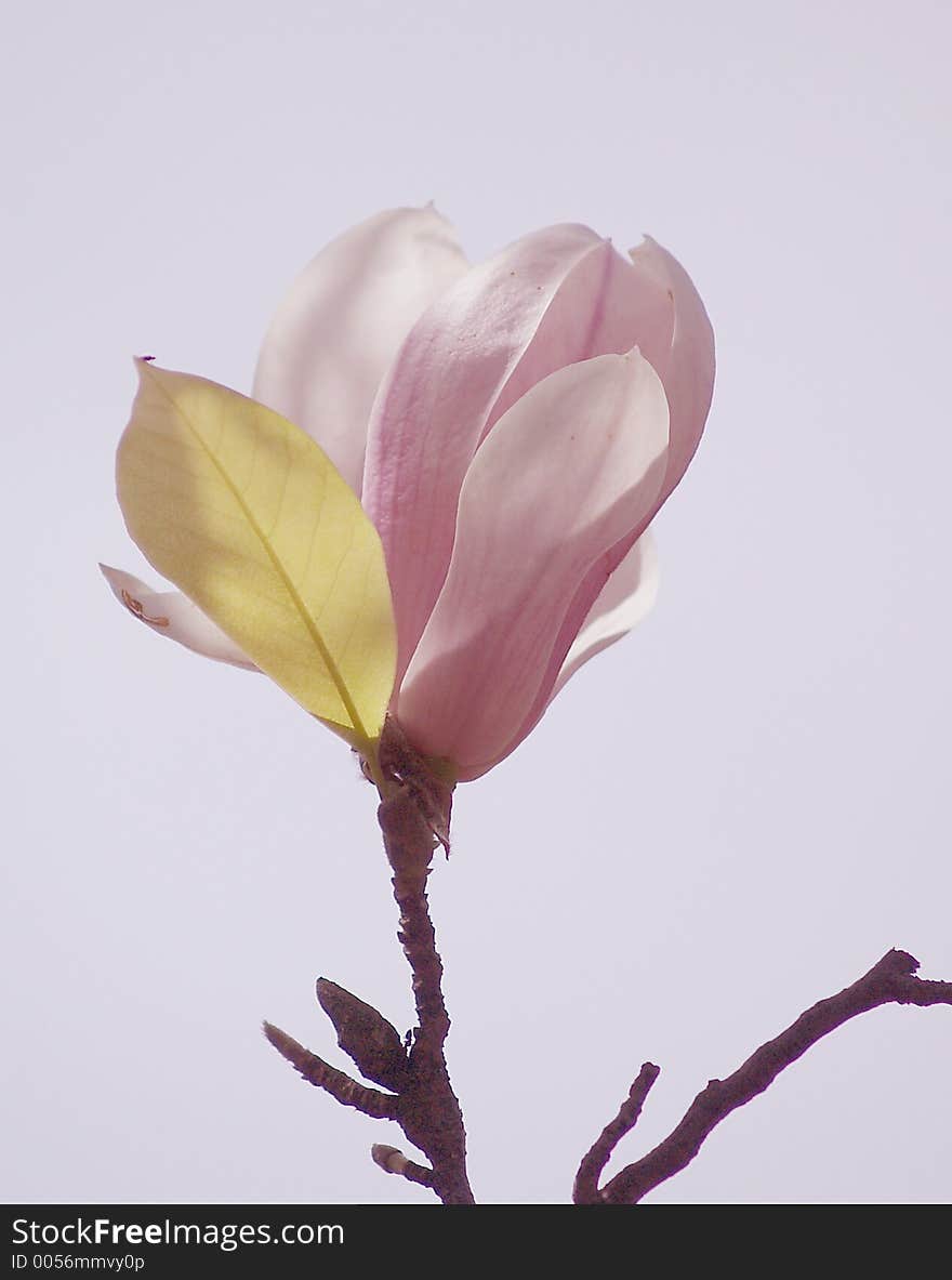 Magnolia