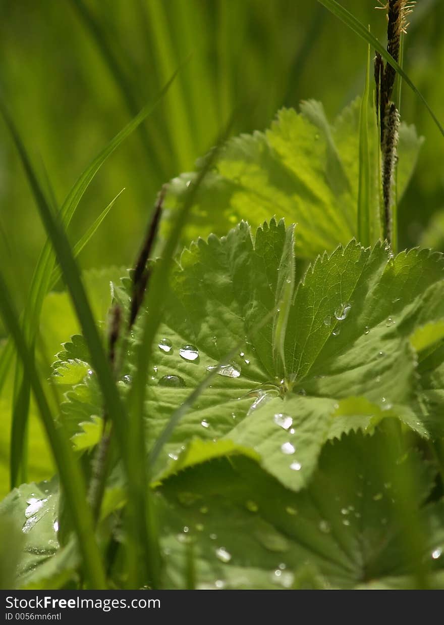 Green grass after rain. Green grass after rain