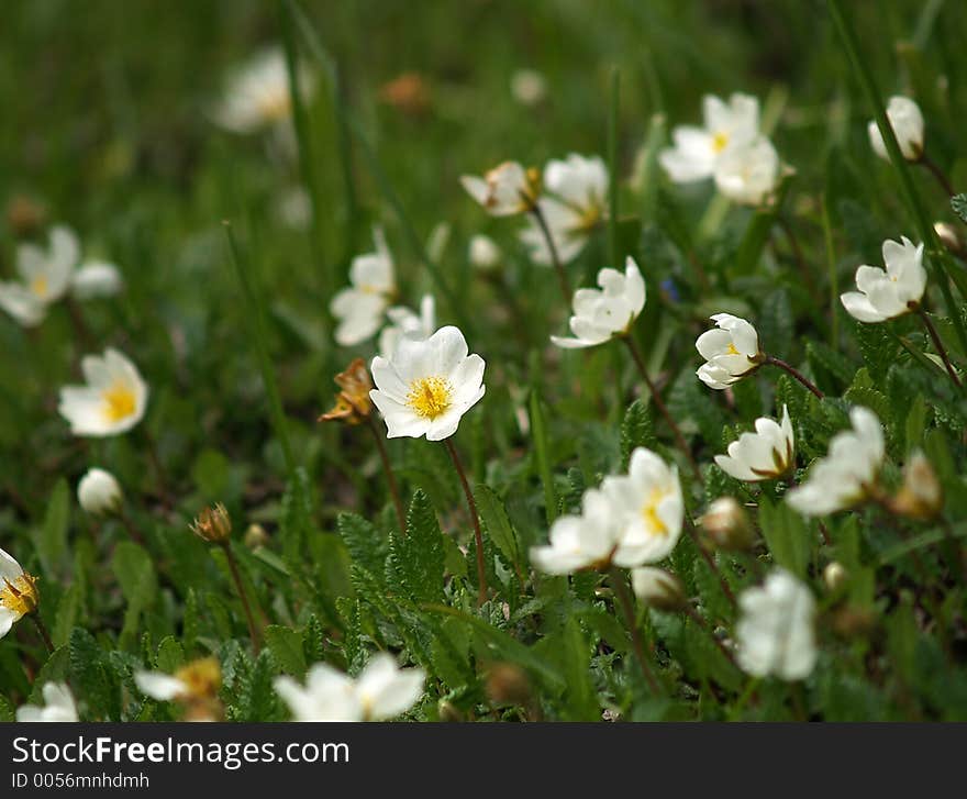 Small white flowers in botanic garden