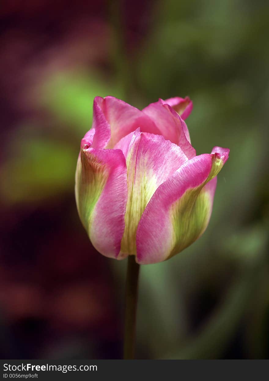 Tulip