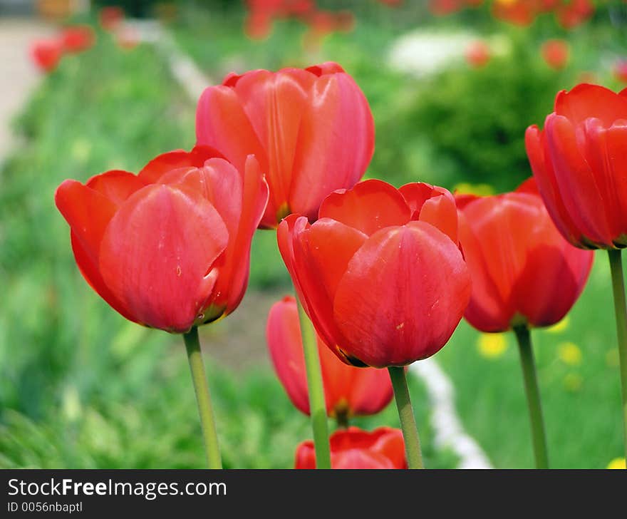 Tulips in group. Tulips in group